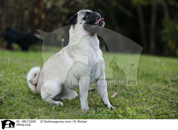 sitzender Mops / sitting pug / RR-72285