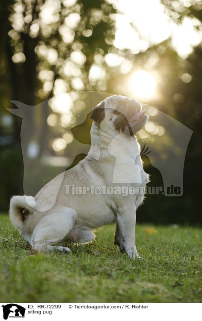 sitzender Mops / sitting pug / RR-72299