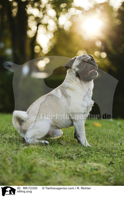 sitzender Mops / sitting pug / RR-72300