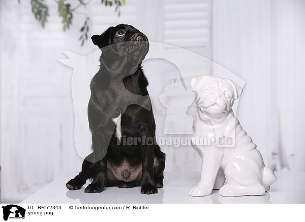 junger Mops / young pug / RR-72343