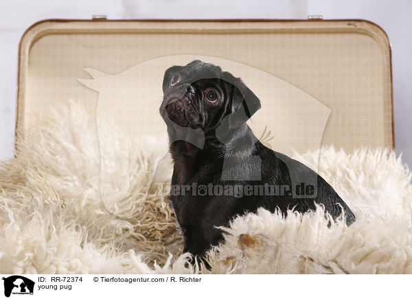 junger Mops / young pug / RR-72374