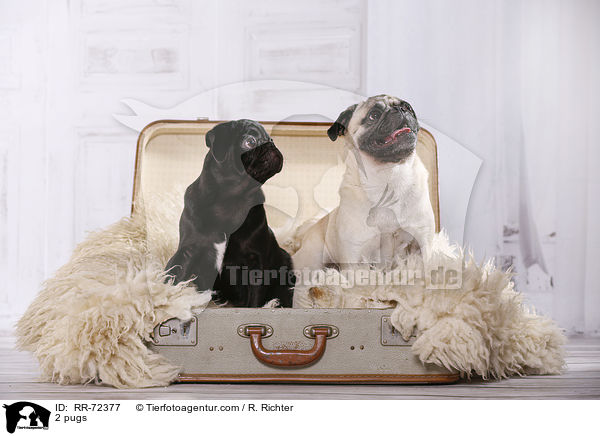 2 Mpse / 2 pugs / RR-72377