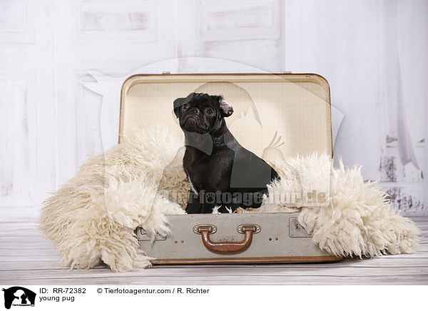 junger Mops / young pug / RR-72382