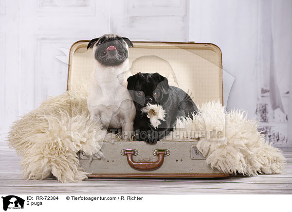 2 Mpse / 2 pugs / RR-72384