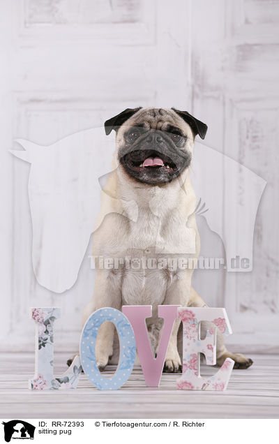 sitzender Mops / sitting pug / RR-72393