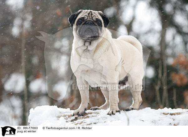 Mops im Winter / pug at winter / RR-77660