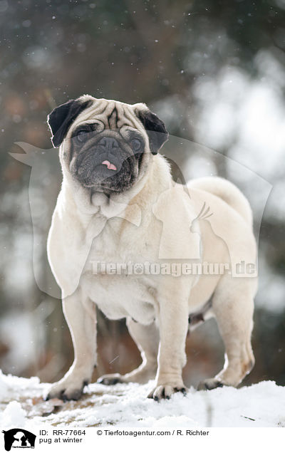 Mops im Winter / pug at winter / RR-77664