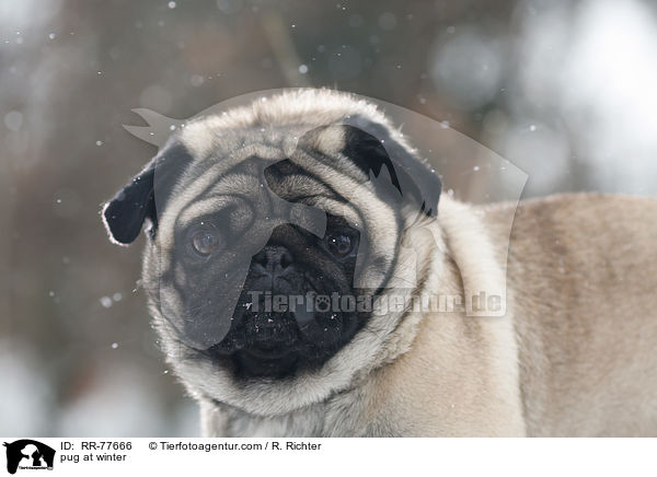 Mops im Winter / pug at winter / RR-77666