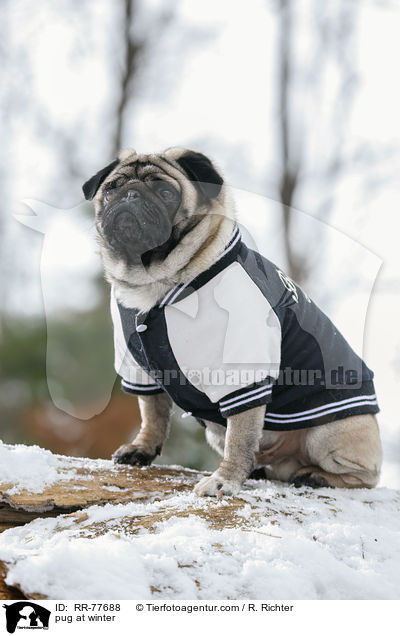 Mops im Winter / pug at winter / RR-77688