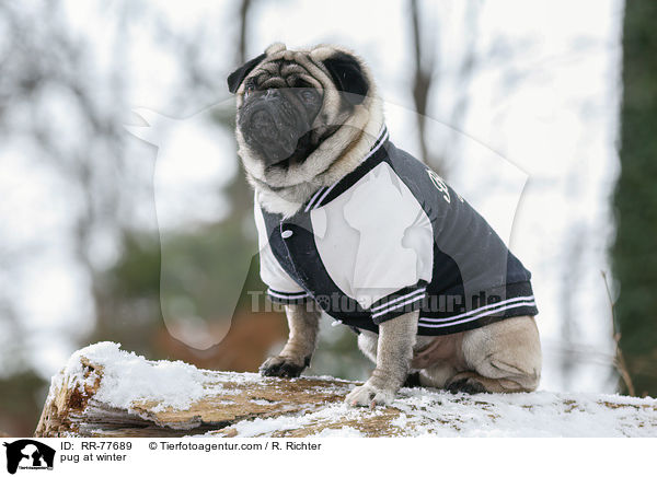 Mops im Winter / pug at winter / RR-77689