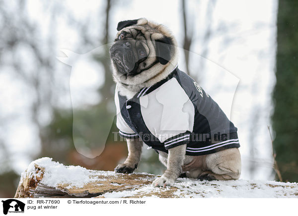 Mops im Winter / pug at winter / RR-77690