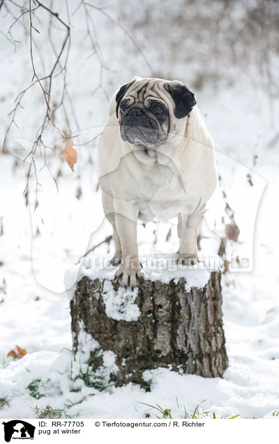 Mops im Winter / pug at winter / RR-77705