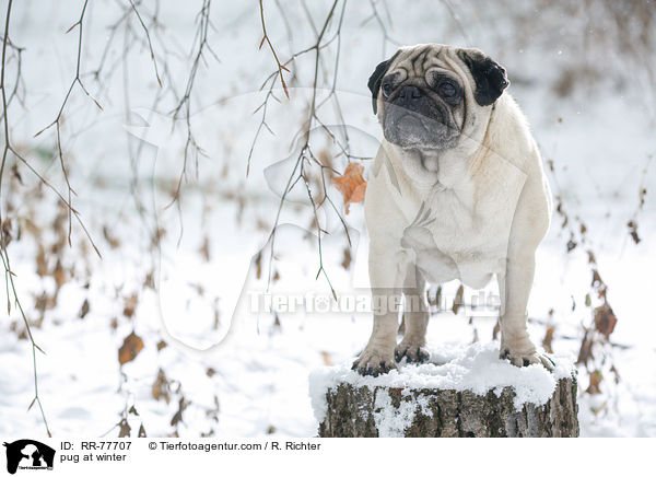 Mops im Winter / pug at winter / RR-77707