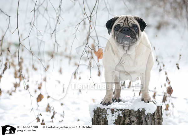 Mops im Winter / pug at winter / RR-77708