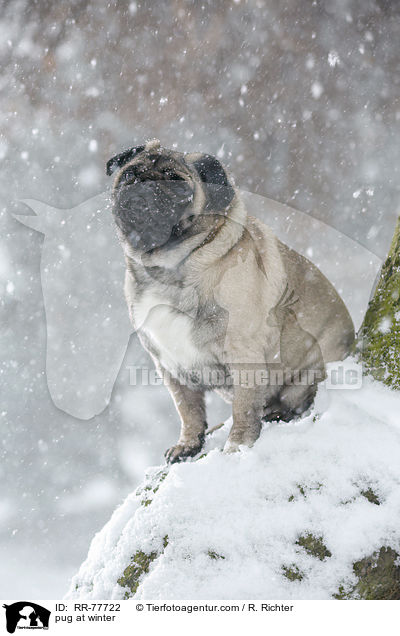 Mops im Winter / pug at winter / RR-77722