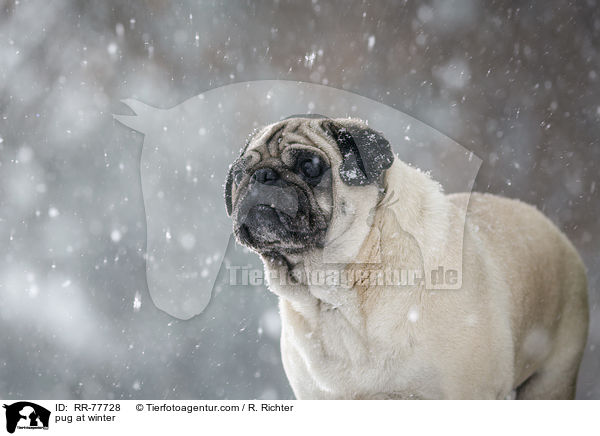 Mops im Winter / pug at winter / RR-77728