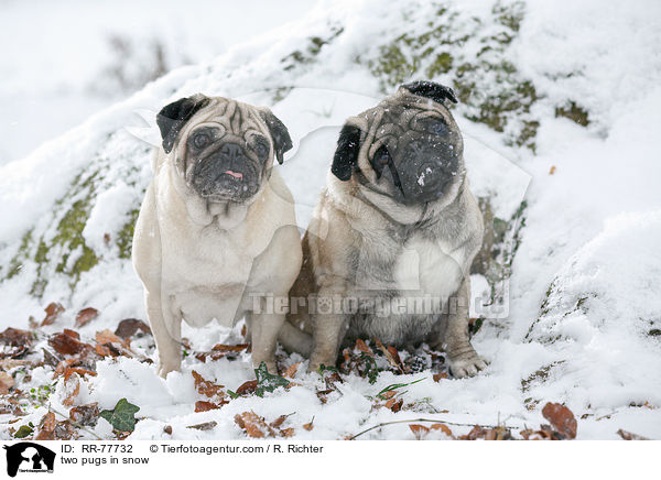 zwei Mpse im Schnee / two pugs in snow / RR-77732