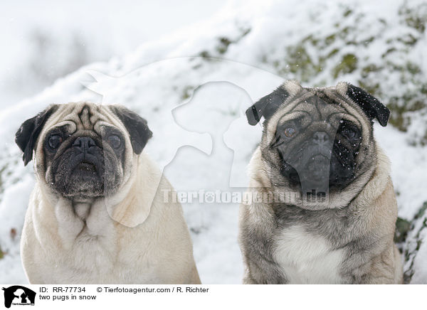 zwei Mpse im Schnee / two pugs in snow / RR-77734