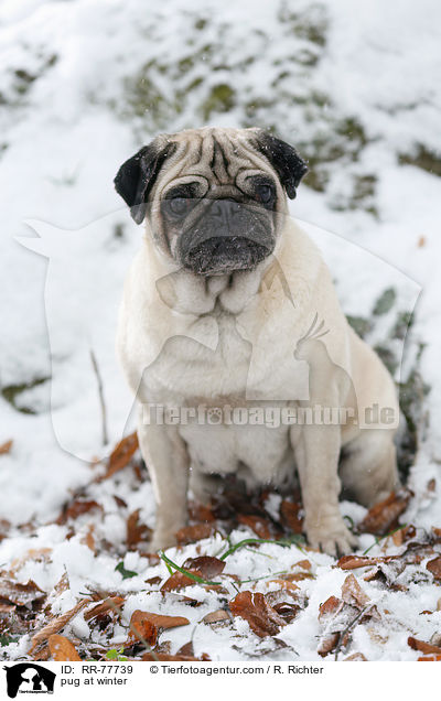 Mops im Winter / pug at winter / RR-77739