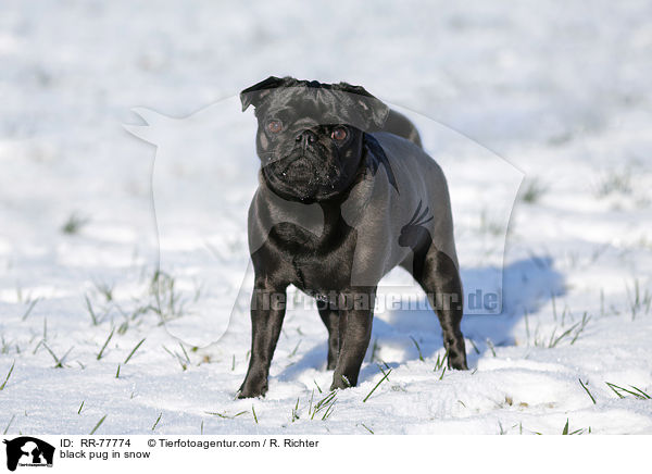 schwarzer Mops im Schnee / black pug in snow / RR-77774