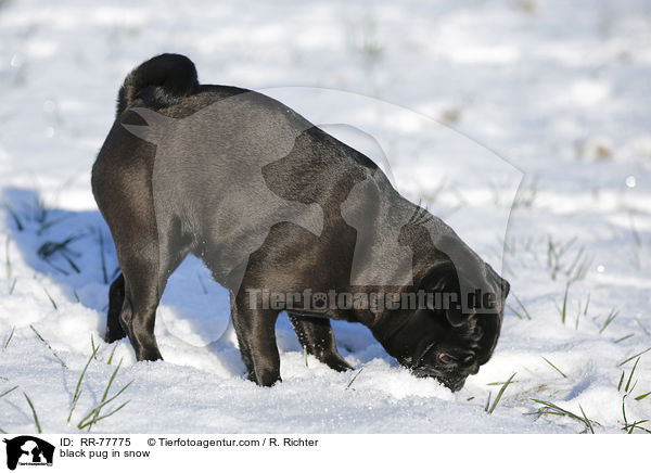 schwarzer Mops im Schnee / black pug in snow / RR-77775