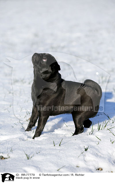 schwarzer Mops im Schnee / black pug in snow / RR-77779