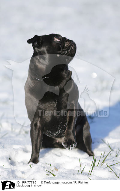 schwarzer Mops im Schnee / black pug in snow / RR-77785