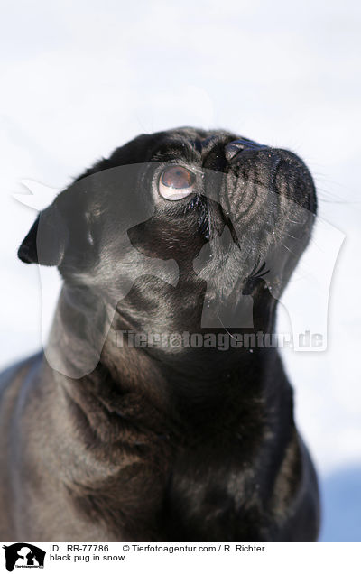 schwarzer Mops im Schnee / black pug in snow / RR-77786