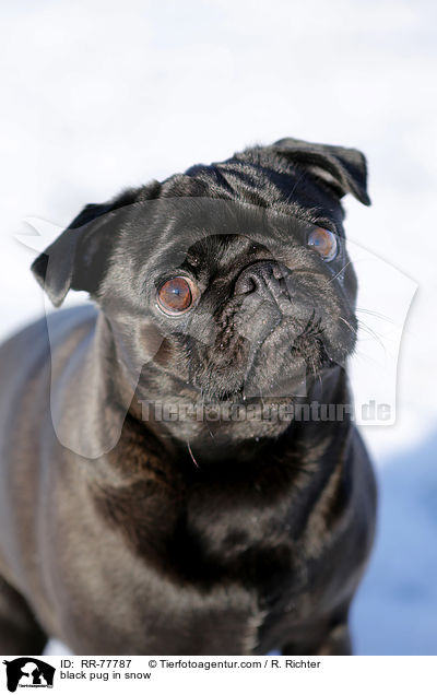 schwarzer Mops im Schnee / black pug in snow / RR-77787