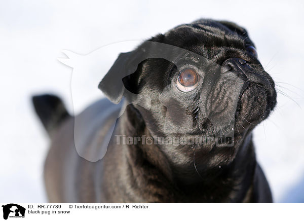 schwarzer Mops im Schnee / black pug in snow / RR-77789