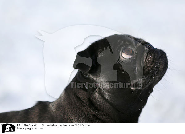 schwarzer Mops im Schnee / black pug in snow / RR-77790