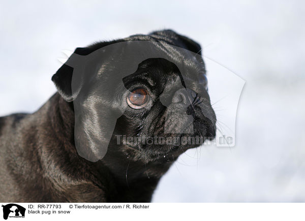 schwarzer Mops im Schnee / black pug in snow / RR-77793