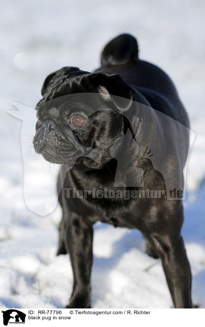 schwarzer Mops im Schnee / black pug in snow / RR-77796