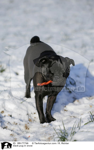 schwarzer Mops im Schnee / black pug in snow / RR-77798