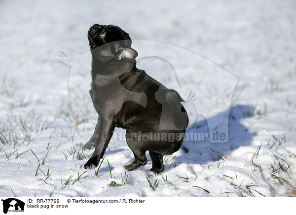 schwarzer Mops im Schnee / black pug in snow / RR-77799