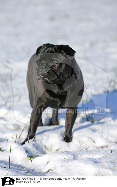 schwarzer Mops im Schnee / black pug in snow / RR-77803