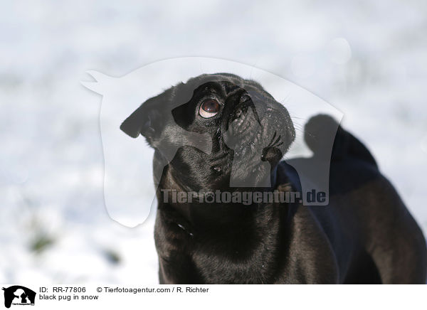 schwarzer Mops im Schnee / black pug in snow / RR-77806