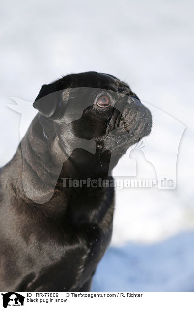 schwarzer Mops im Schnee / black pug in snow / RR-77809