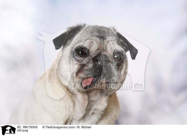 alter Mops / old pug / RR-79545