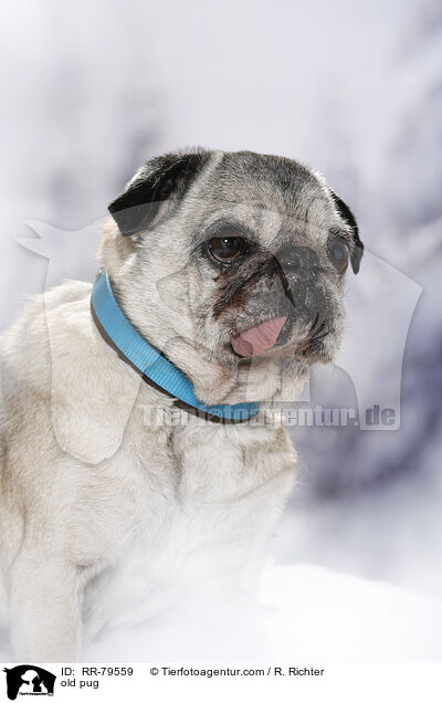 alter Mops / old pug / RR-79559