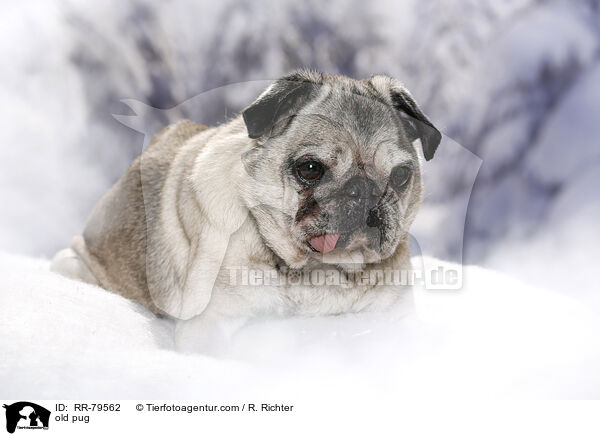 alter Mops / old pug / RR-79562