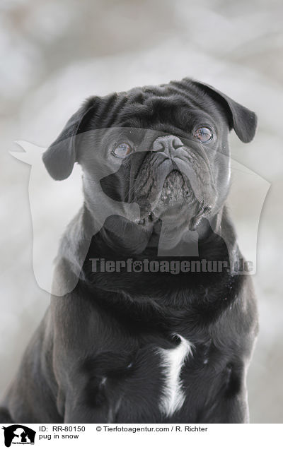 Mops im Schnee / pug in snow / RR-80150