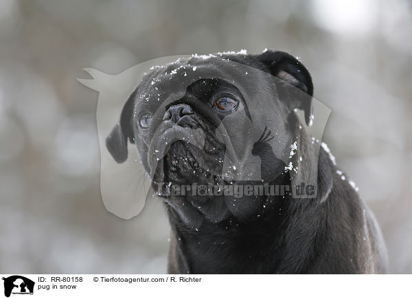 Mops im Schnee / pug in snow / RR-80158