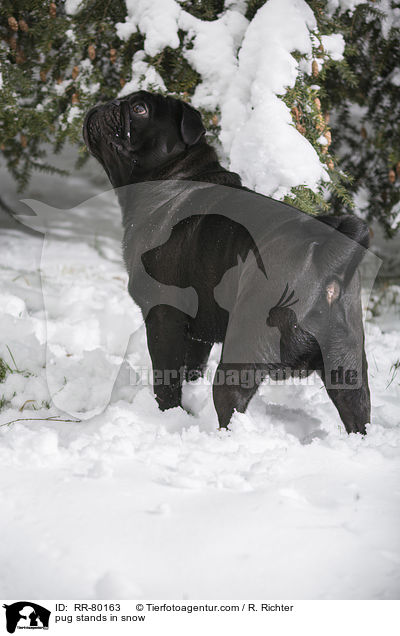 Mops steht im Schnee / pug stands in snow / RR-80163