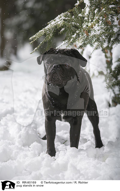 Mops steht im Schnee / pug stands in snow / RR-80169