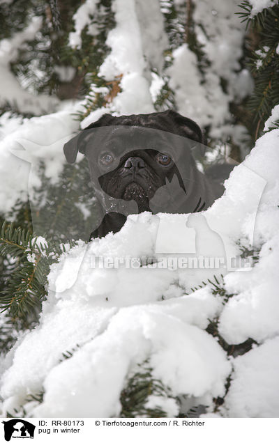 Mops im Winter / pug in winter / RR-80173