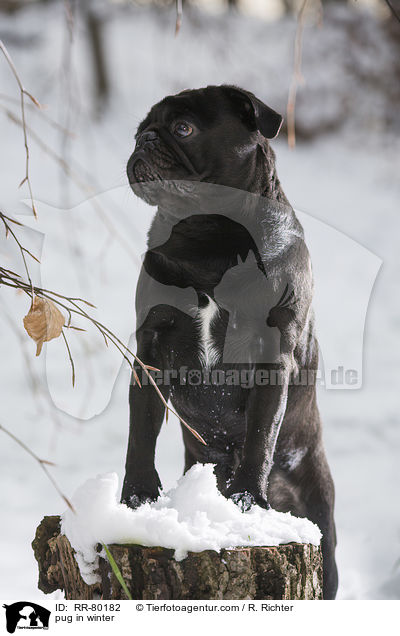 Mops im Winter / pug in winter / RR-80182