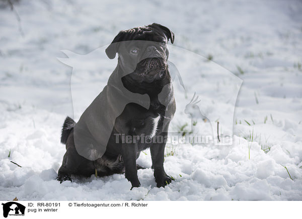 Mops im Winter / pug in winter / RR-80191