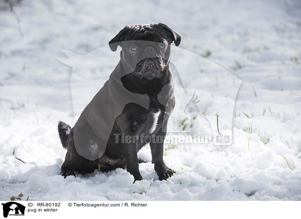 Mops im Winter / pug in winter / RR-80192