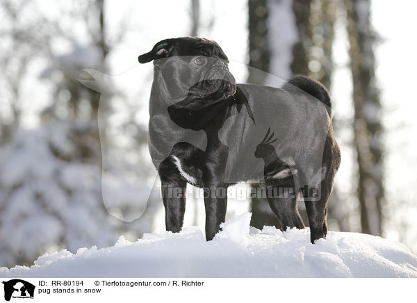 Mops steht im Schnee / pug stands in snow / RR-80194